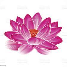 Water Lily Flower Isolated Element To Your Spa Design Lily Flower Free Vector Art Water Lily