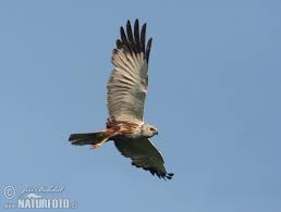 Le busard des roseaux (circus aeruginosus), ou busard harpaye est une espèce de rapaces diurnes appartenant à la famille des accipitridae. Busard Des Roseaux Photographie