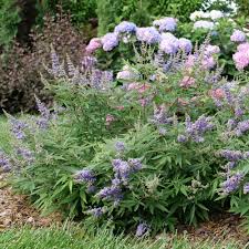 Image result for Vitex