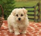 Maltipoo - Your Guide To The Adorable Maltese Poodle Mix