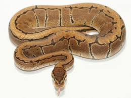 30 Beautiful Ball Python Morphs Colors With Pictures
