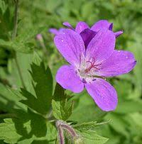 Image result for Geranium mlanjense