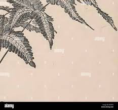 Image result for Pteris burtonii