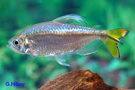 Der blaue kongosalmler phenacogrammus interruptus kommt nicht wie die meisten anderen in der aquaristik gängigen salmler aus südamerika, sondern aus … Alestopetersius Caudalis Gelber Kongosalmler My Fish Aus Freude An Der Aquaristik
