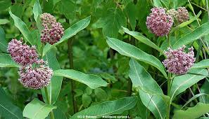 It is by phil westra at colorado state university. Common Milkweed Asclepias Syriaca L
