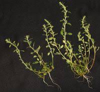 Image result for Dysphania pumilio