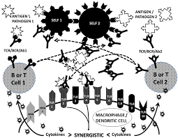 Ijms Free Full Text Synergistic Activation Of Toll Like And Nod Receptors By Complementary Antigens As Facilitators Of Autoimmune Disease Review Model And Novel Predictions Html