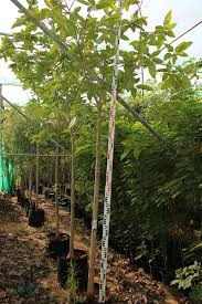 Image result for Cordia senegalensis