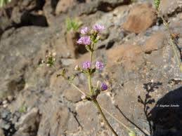 Image result for Commicarpus helenae