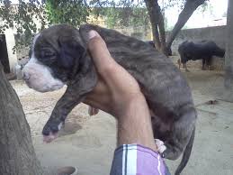 Shoks published october 19, 2020 22 views. Bully Kutta Puppies For Sale Nawanshahr Pb 67489