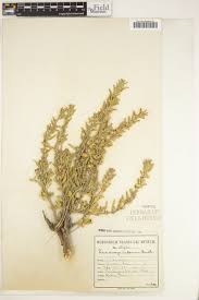 Image result for Leucas capensis