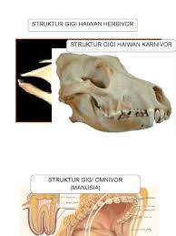 Maybe you would like to learn more about one of these? Struktur Gigi Haiwan