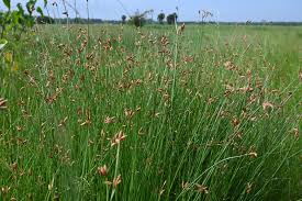 Image result for Lipocarpha atra