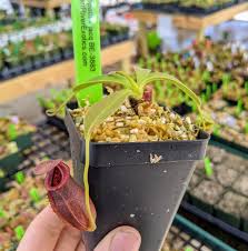 Image result for Nesaea spathulata