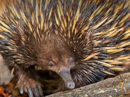Short Beaked Echidna Foraging For Food In Australia Echidna Australia Animals Zoo Animals