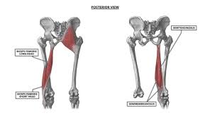 Key facts about hip muscles. Crossfit Hip Musculature Part 2 Posterior Muscles