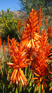 In this part of the site, you can identify trees, shrubs or perennials by the shape or color of their leaves. Aloe Mandarin Has Green Leaves And Masses Of Bright Orange Flowers It Grows Vigorously Fast And Suckers Profusely For Water Wise Plants Plants Orange Flowers
