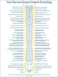 spinal nerve chart spine health nursing tips anatomy