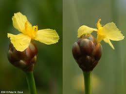 Image result for Xyris parvula