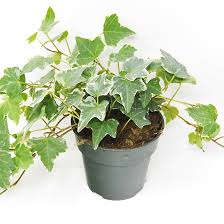 Ivy is the #68 ranked female name by popularity. Viva Flora English Ivy 4 Decorative Pot 40 8630 Reno Depot