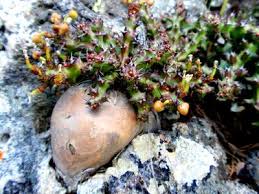 Image result for Euphorbia fanshawei