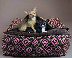El Ultimo En Comodidad De Sueno Comodo Para Su Perro Y Un Acento De Diseno Para Tu Espacio De Vida Con Un Gran Amplio Pieza De Ta Boston Terrier Terrier Dogs