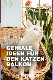Balkon Katzensicher Machen Die Besten Tipps Furs Kletterparadies In 2020 Balkon Katzensicher Katze Balkon Katzen