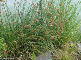 Image result for Schoenoplectus erectus