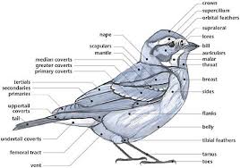 Swartzentrover Com External Anatomy Of A Bird Bird Art Print Bird Art Bird Drawings