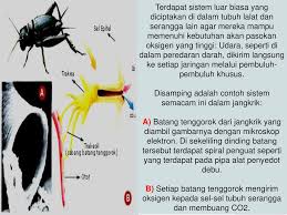 Anatomi Dan Fisiologi Serangga Ppt Download
