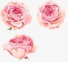 Hand Painted Beautiful Pink Peony Flowers Free Watercolor Flowers Pink Watercolor Flower Flower Illustration