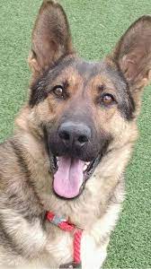 This breed's working past means that german shepherds for sale in kansas will always. German Shepherd Puppies Kansas City Mo Pets Lovers