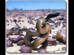 Top 10 Most Dangerous Animals Australia Inland Taipan Dangerous Animals Deadly Animals