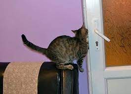 Katzen gelten allgemein als unerziehbar. Katze Miaut Nachts Tipps Gegen Den Nachtlichen Terror Vs