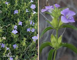 Image result for Barleria lancifolia
