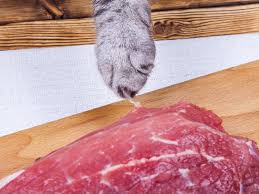 Popular belief says that they are picky when it comes to the food they eat but the truth is, they do not know when the food they eat is not good for them. Can Cats Eat Bacon Plus 4 Diseases Related