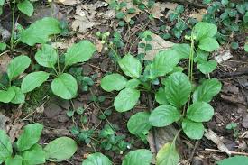 Image result for Rinorea elliptica