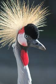 Bird With Colorful Feathers On Head The African Crowned Crane Is A Striking And Colorful Bird With Golden Feathers On Top Of Its Head That Resemble A Roman Helmet Crane Bird African Crown
