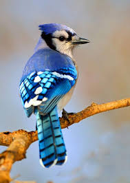 Birds Of A Feather Flock Together Song Birds Of A Feather Flock Together Bird Sketch Birds In Spring Goebel Birds Blue Jay Beautiful Birds Bluebird Tattoo