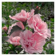 Image result for Hibiscus syriacus ´Pink Chiffon