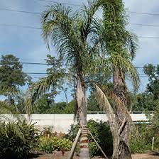 Maybe you would like to learn more about one of these? Queen Palm Syagrus Romanzoffiana In Lafayette Louisiana La At All Seasons Nursery