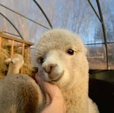 Follow Me For More Mrferragamo Cute Baby Animals Cute Little Animals Cute Animals