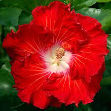 Pin On Hibiscus Part L Exotic Tropical Where You Find Unknown Name Origin And You Are Aware Please Advise Many Thanks G