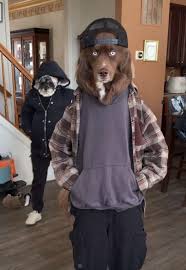 Cute Dogs in Clothes: The Funniest Moments