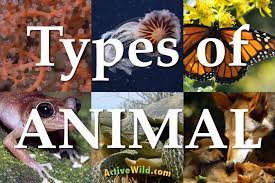 These items are shipped from and sold by different sellers. A List Of Different Types Of Animals With Pictures Facts