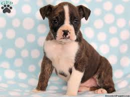 Boxer puppies for sale in north carolinaselect a breed. Boxer Puppies For Sale Boston Ma