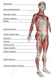 Labelled muscular system front and back : Anterior Muscles Of The Human Body Labelled Illustration Keyword Search Science Photo Library
