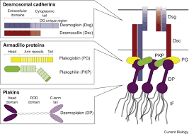 Jan 12, 2021 · endocytosis types: Desmosomes Current Biology