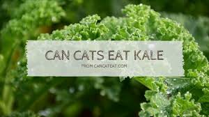 Is dog food safe for cats to eat? 11 Benefit With Can Cats Eat Kale You Should Not Miss