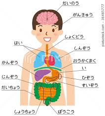 Digestive system of human images 12 photos of the digestive system of human images digestive system of human body images, digestive system of human images, human digestive system images free download, images of digestive system of human, images of digestive system of human body, inner body. Internal Organs Images With Names